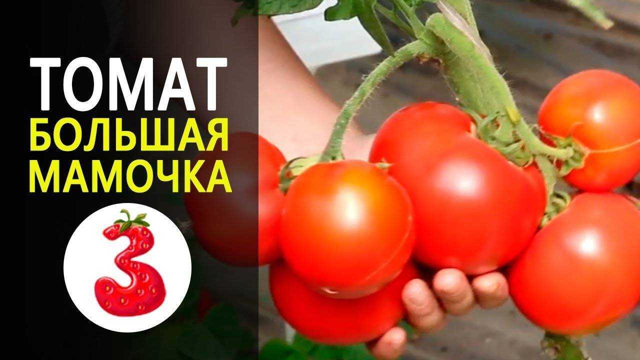 Помидоры большая мама фото