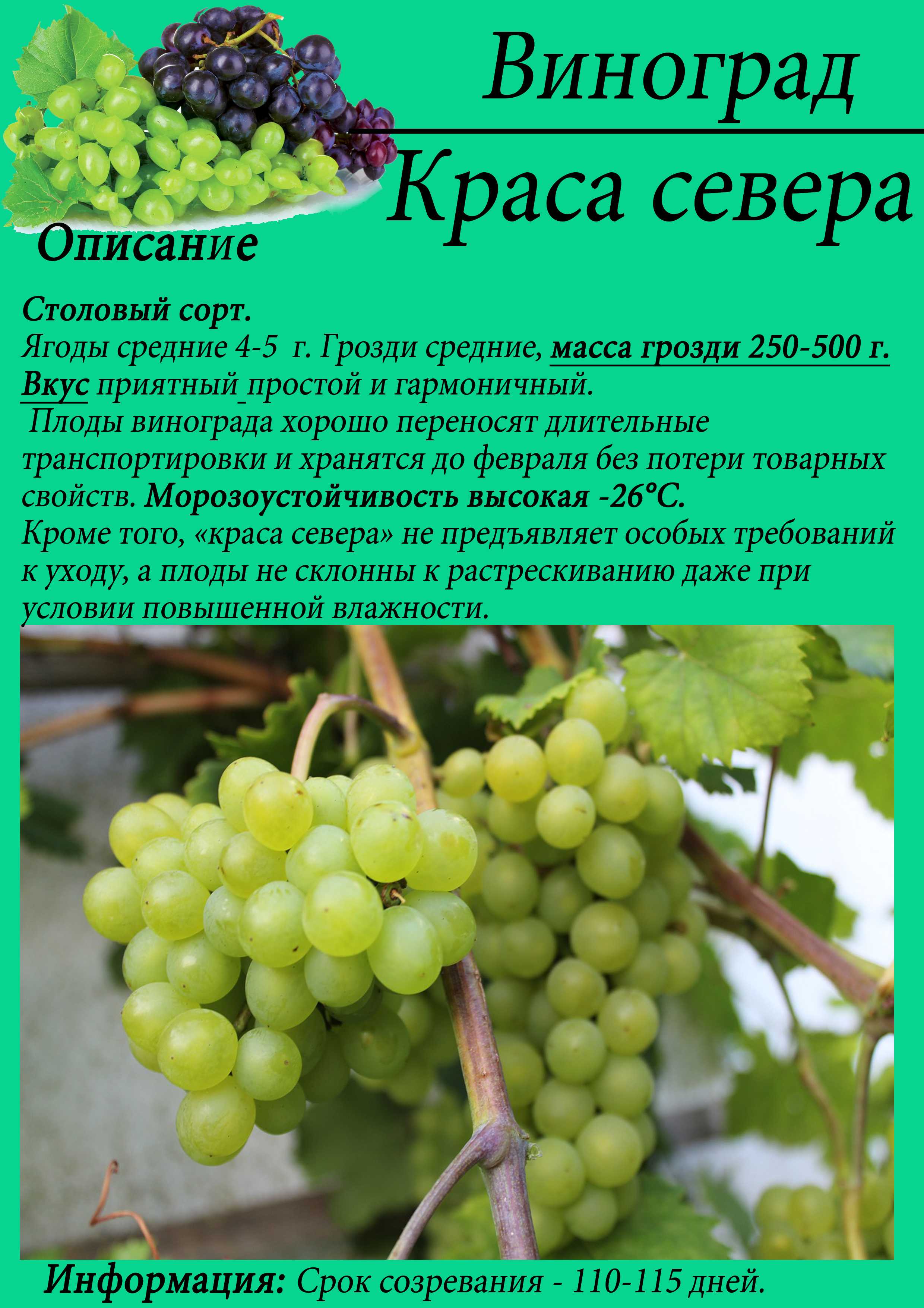 Сибирские сорта винограда фото и описание