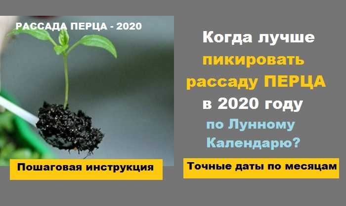 В статье расскажем подробно о пикировка перца по лунному календарю когда можно пересаживать какие дни благоприятные И как связан процесс с фазами луны