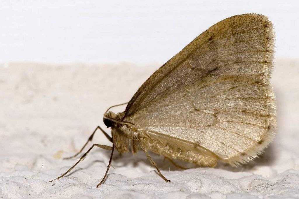 Капустница бабочка насекомое. описание, особенности, виды и фото капустницы