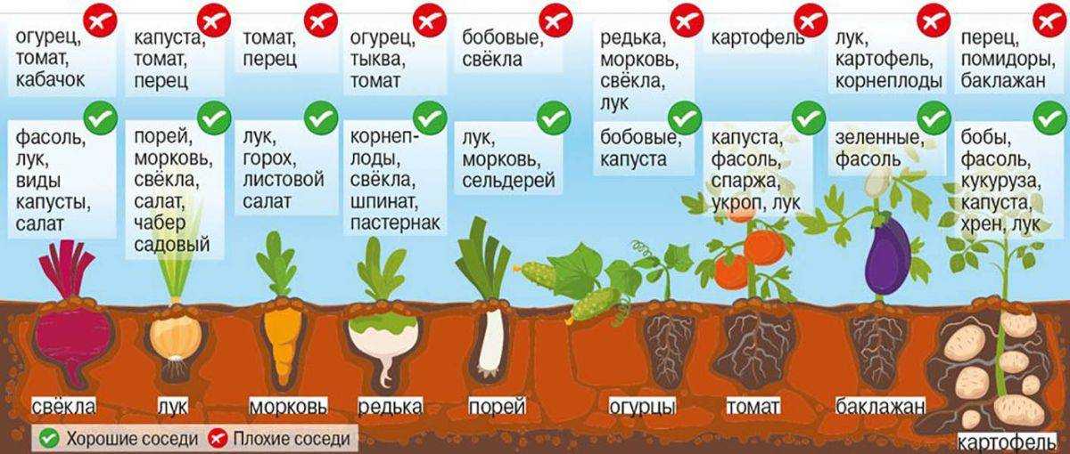 Выращивание огурцов в теплице круглый год бизнес план