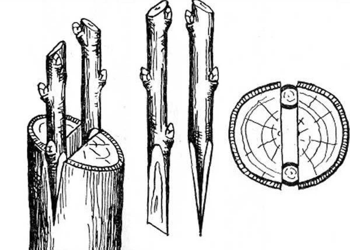 Прививка яблони в расщеп весной поэтапно с рисунком