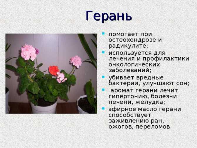 Пересадка герани с улицы домой осенью