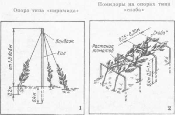 Высадка рассады помидор в теплице схема