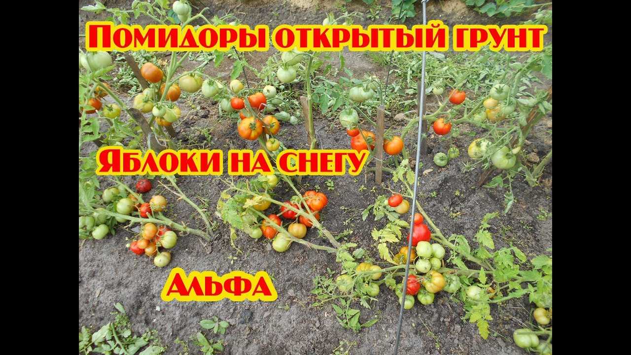 Томат яблоки на снегу описание сорта, его характеристика, фото и секреты выращиания русский фермер
