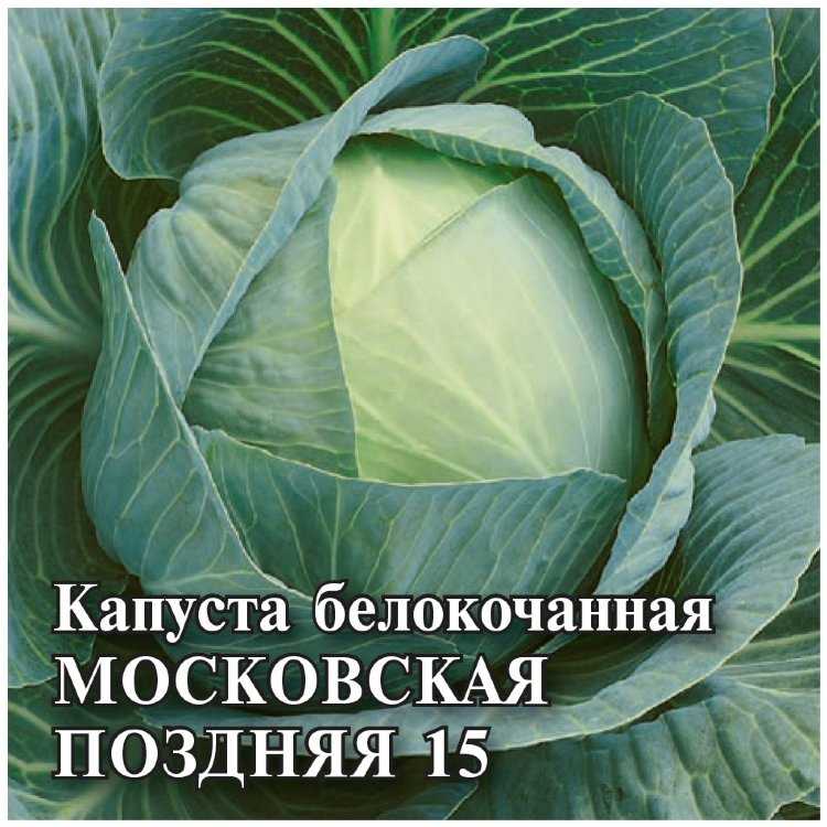 Поздние сорта капусты для длительного хранения: описание, фото