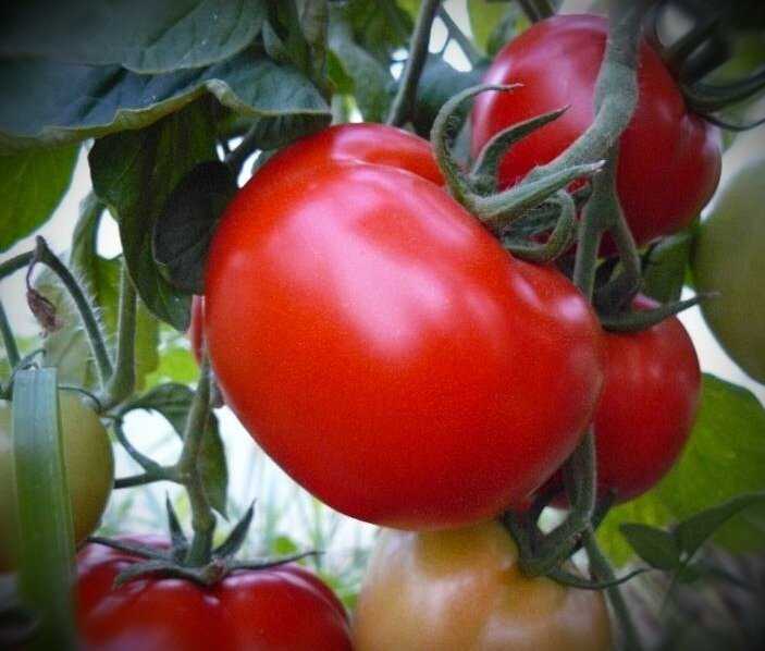 Фитофтороз томата (причины, симптомы, меры защиты, +35 фото)
