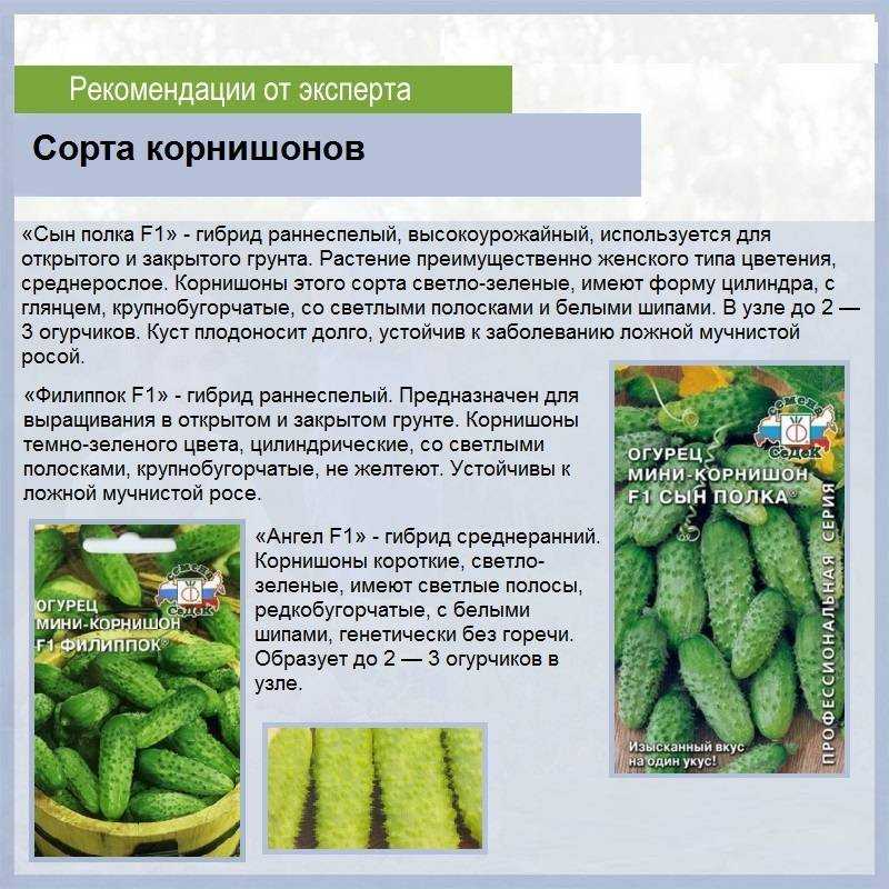 Хрустящие огурцы на зиму в банках - 10 самых вкусных рецептов