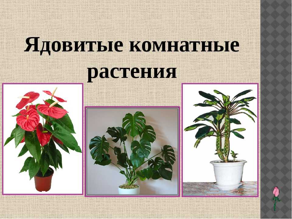 Олеандр: чем опасно ядовитое комнатное растение, свойства, показания к применению в гомеопатии