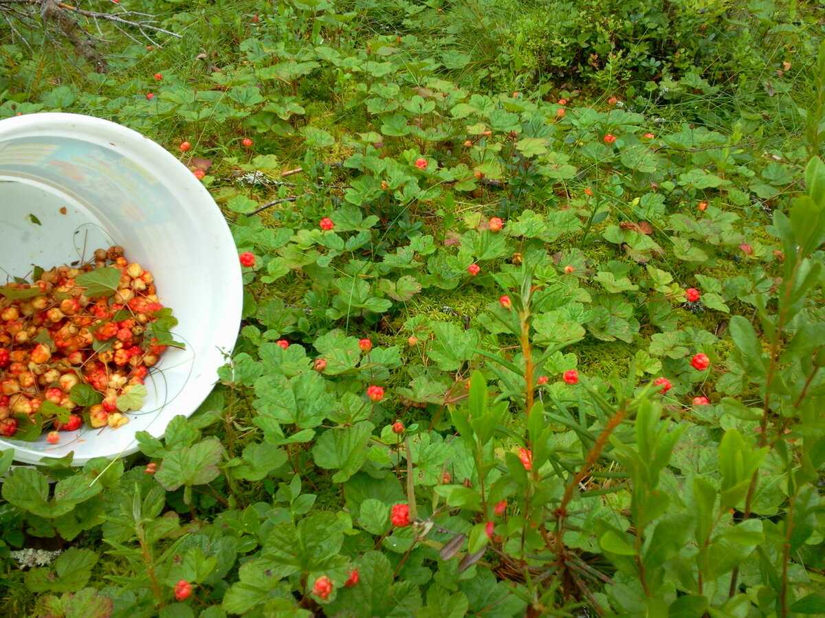 Морошка - полезные и опасные свойства морошки