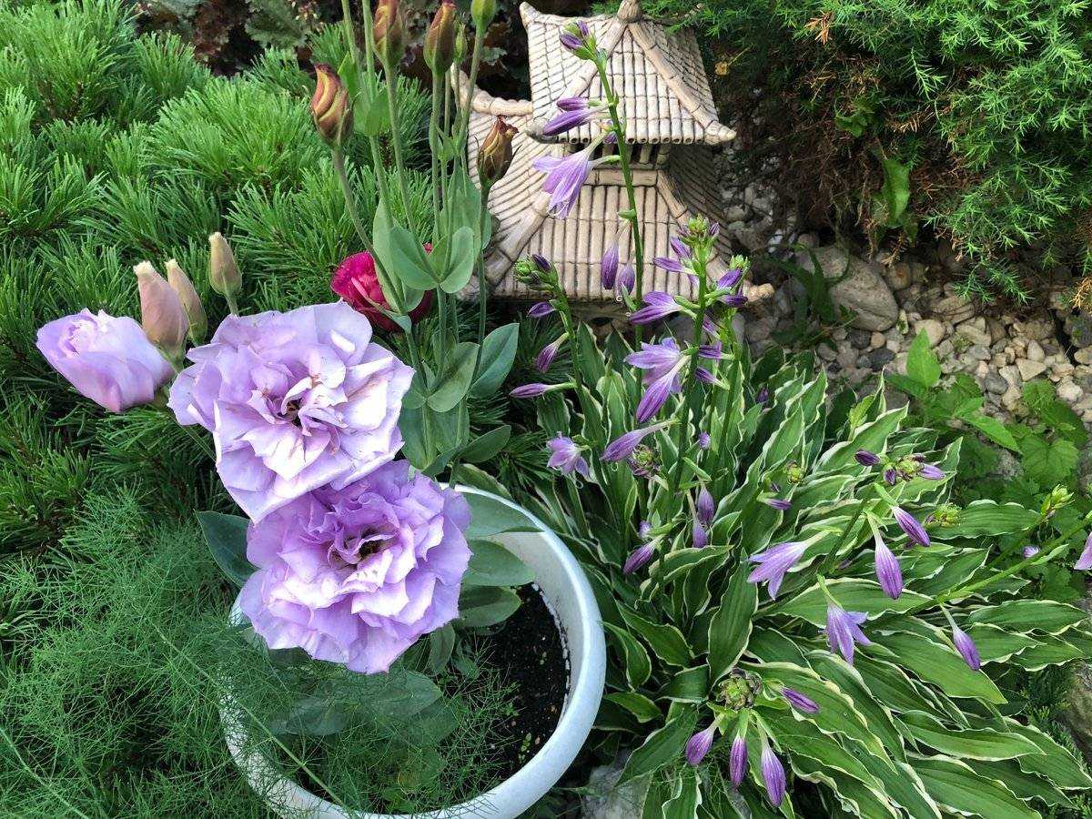 Цветы эустома фото посадка и уход садовая многолетняя посадка