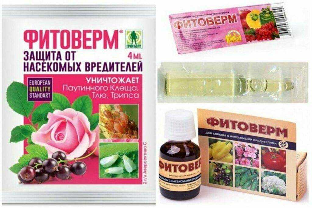 Как бороться с паутинным клещом: описание, чем опасен, как определить заражение, обзор народных методов и химических препаратов, их плюсы и минусы
