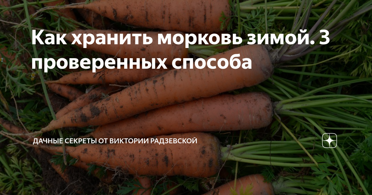 Как обрезать свеклу и обработать перед хранением: рекомендации