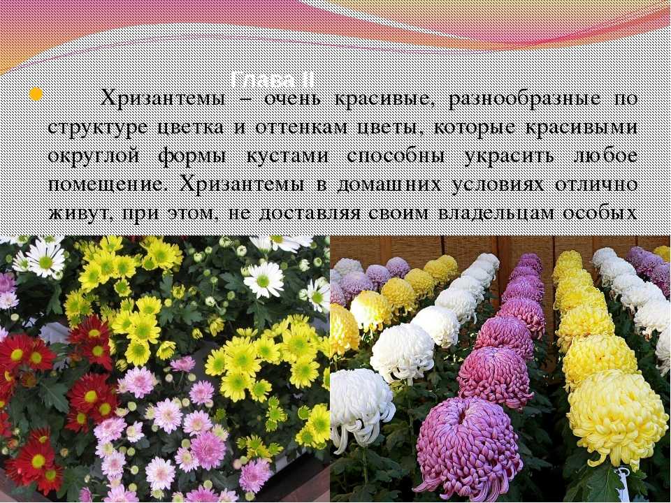 Цветы краткое содержание. Хризантема Родина растения. Хризантема комнатная Родина растения. Родина комнатной хризантемы. Описать хризантему.