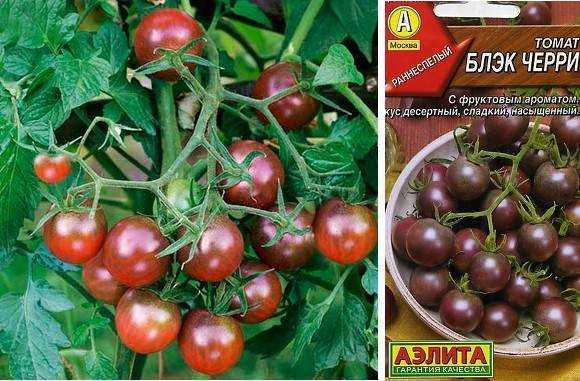 Томат вишенка черная: описание сорта, отзывы, фото | tomatland.ru