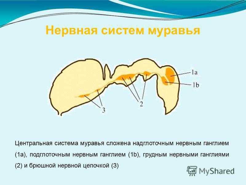 Научные факты о муравьях, которые вас потрясут