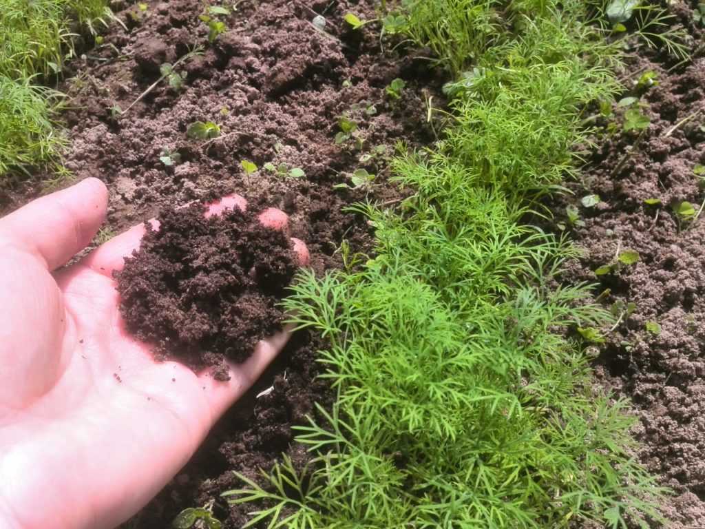 Когда и как правильно сажать (сеять) укроп, чтобы получить хороший урожай