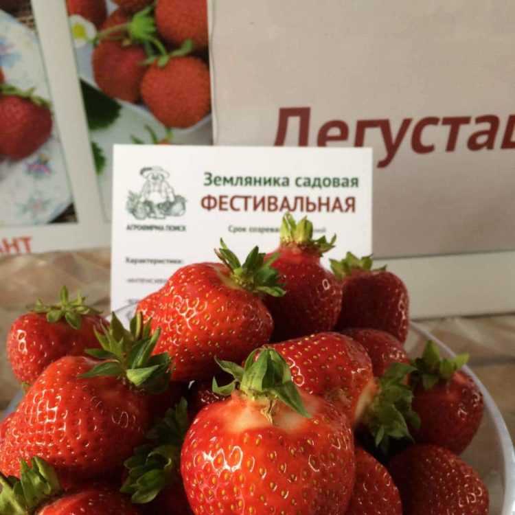 Что такое земклуника – описание и фотографии