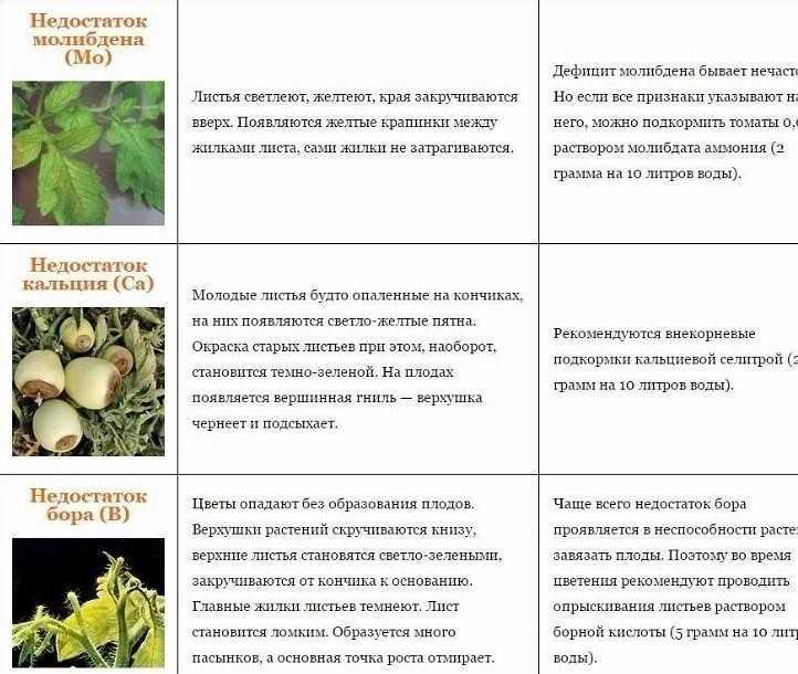 Урожайные сорта томатов для теплицы: самые лучшие, ранние для подмосковья, сибири, урала