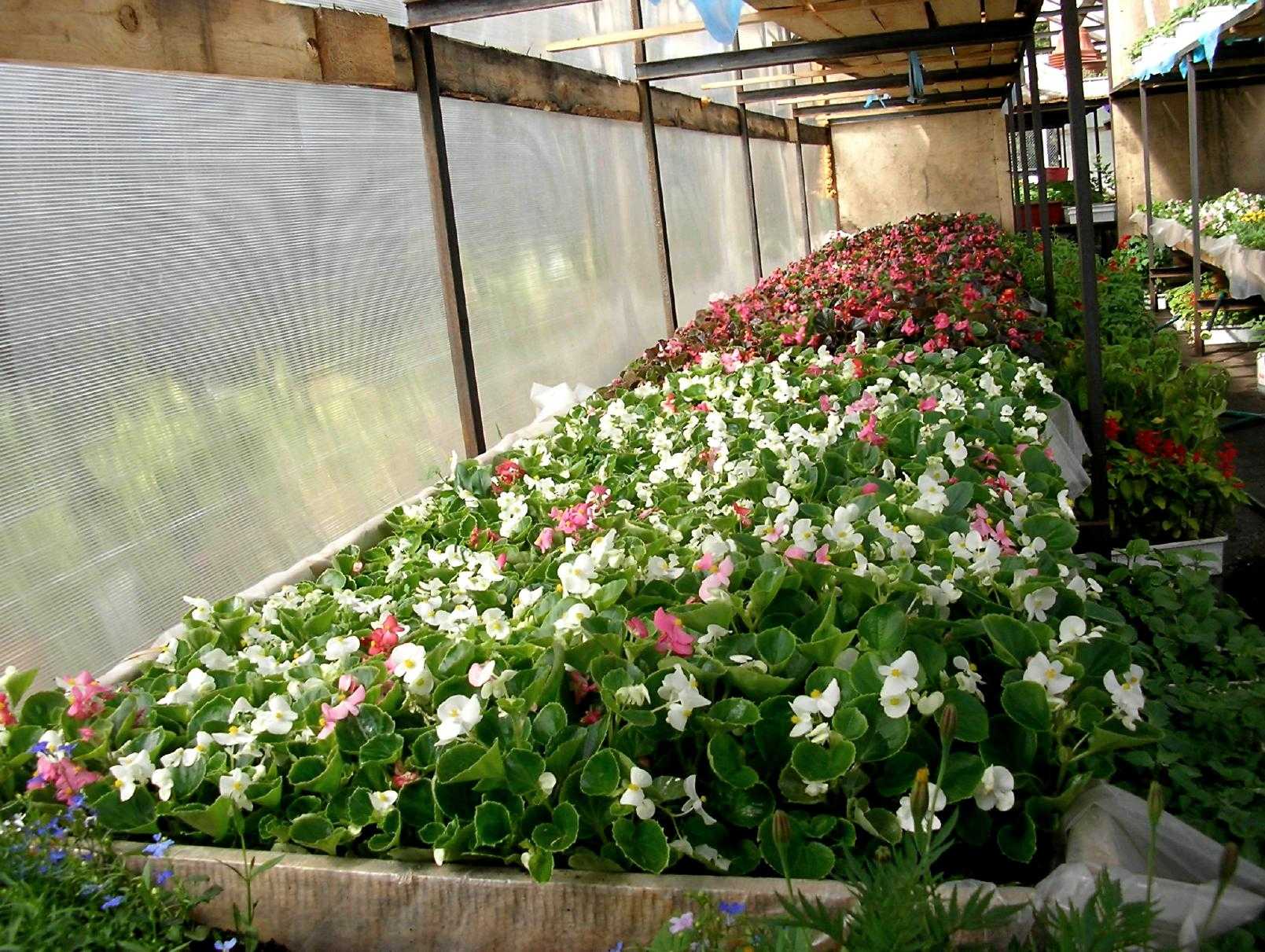 Выращивание цветов в теплице на продажу