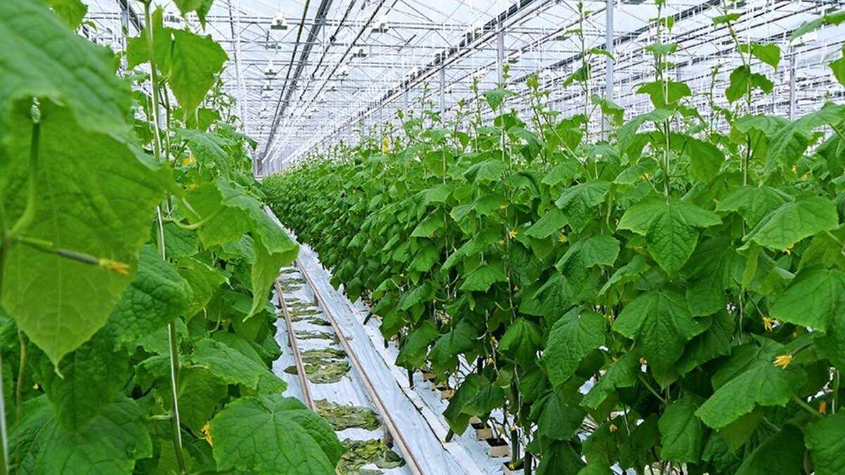 Что выгодно выращивать в теплице на продажу? - технология бизнеса