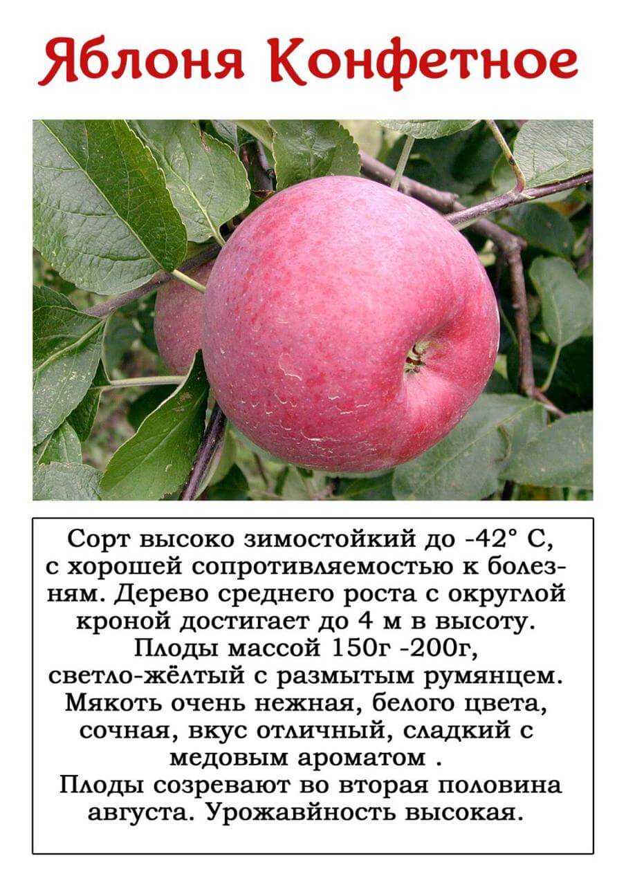 Виноделие сша | wine expertise