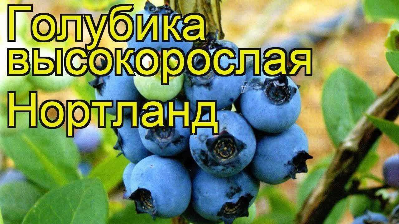 Голубика нортланд: описание сорта, правила выращивая и ухода с фото