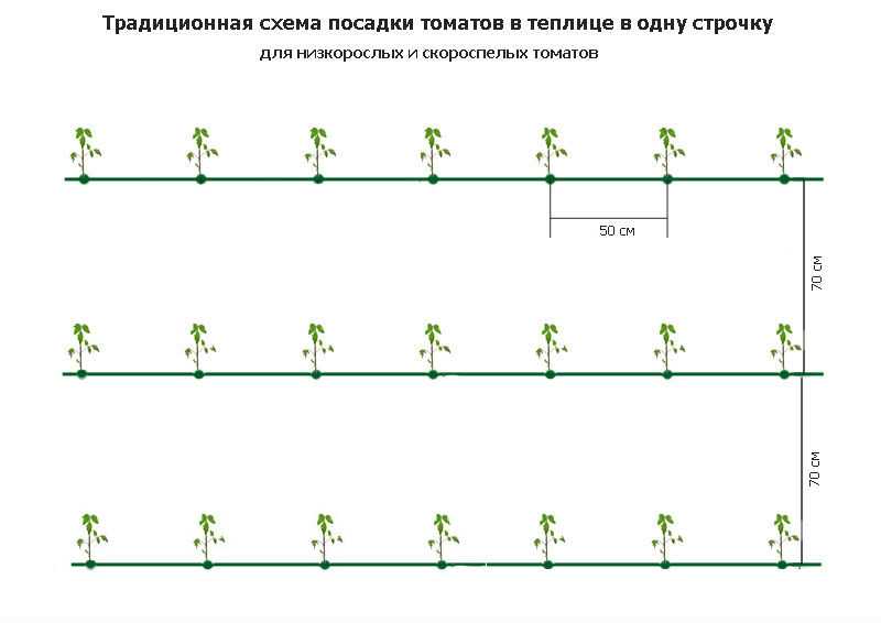 Когда и как пересадить рассаду помидор в теплицу и открытый грунт