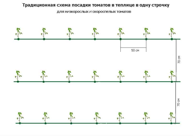 Оптимальная схема посадки томатов в теплице