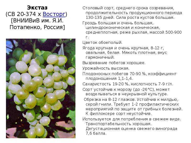 Виноград преображение: селекция, где растет, описание сорта, посадка и уход, достоинства, отзывы