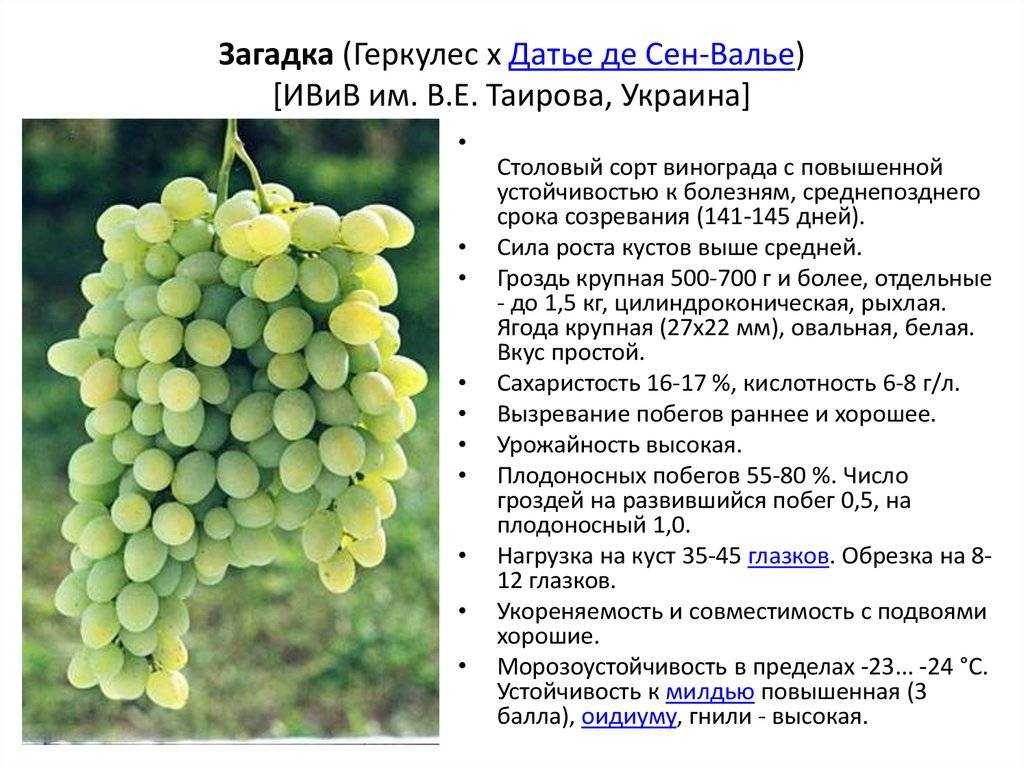 Виноград гала, описание сорта