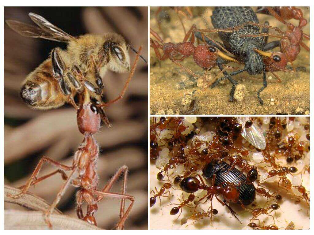 Питание насекомых. Питание муравьев. Насекомое поедающий муравьев. Муравьи питание. Что едят муравьи.