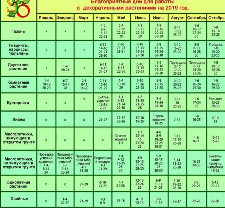 Как выращивать астры из семян в домашних условиях