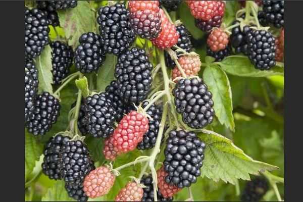 Сорта ежевики для подмосковья - 15 самых лучших и вкусных по отзывам садоводов, морозостойкие, бесшипные, ремонтантные, правила выращивания