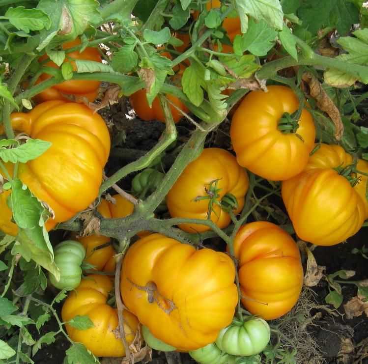 Томат бизон черный: описание, отзывы, фото, урожайность | tomatland.ru
