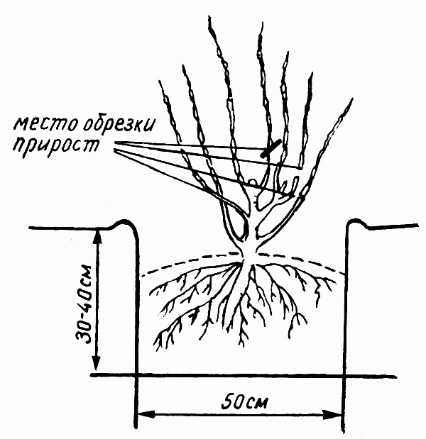 Дюк схема посадки