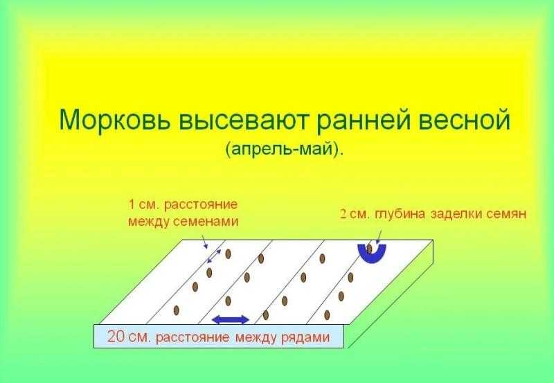 Какое расстояние между семенами. Посадка моркови расстояние между семенами. Глубина заделки семян моркови. Расстояние при посадке моркови. Морковь схема посадки в открытый.