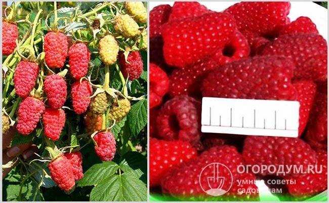 Малина красная гвардия: описание сорта, фото, отзывы, посадка и уход