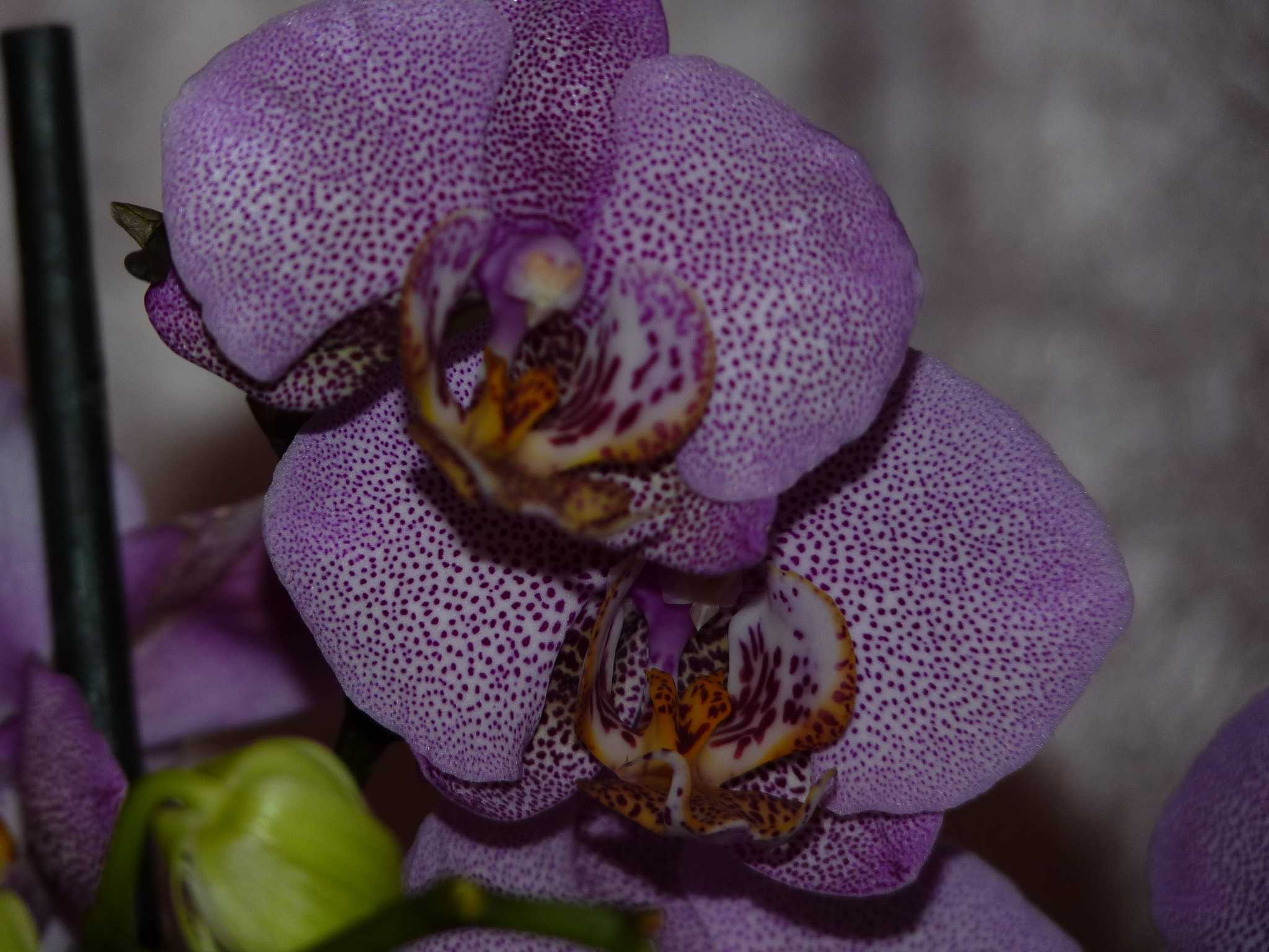 каталог названий орхидей фаленопсис с фото