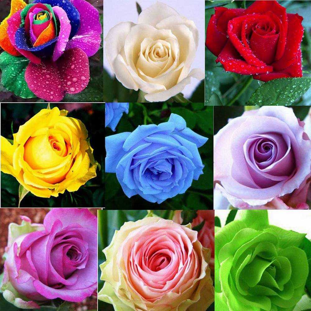 Разновидность цвета. Разновидности цветов. Разновидности роз. Розы разных цветов. Разнообразие сортов роз.