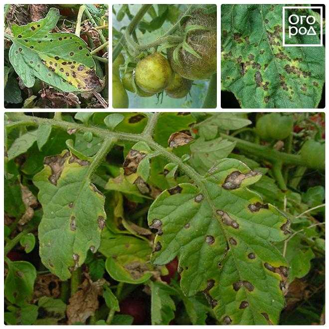 Пятна на листьях томатов в открытом грунте фото и лечение