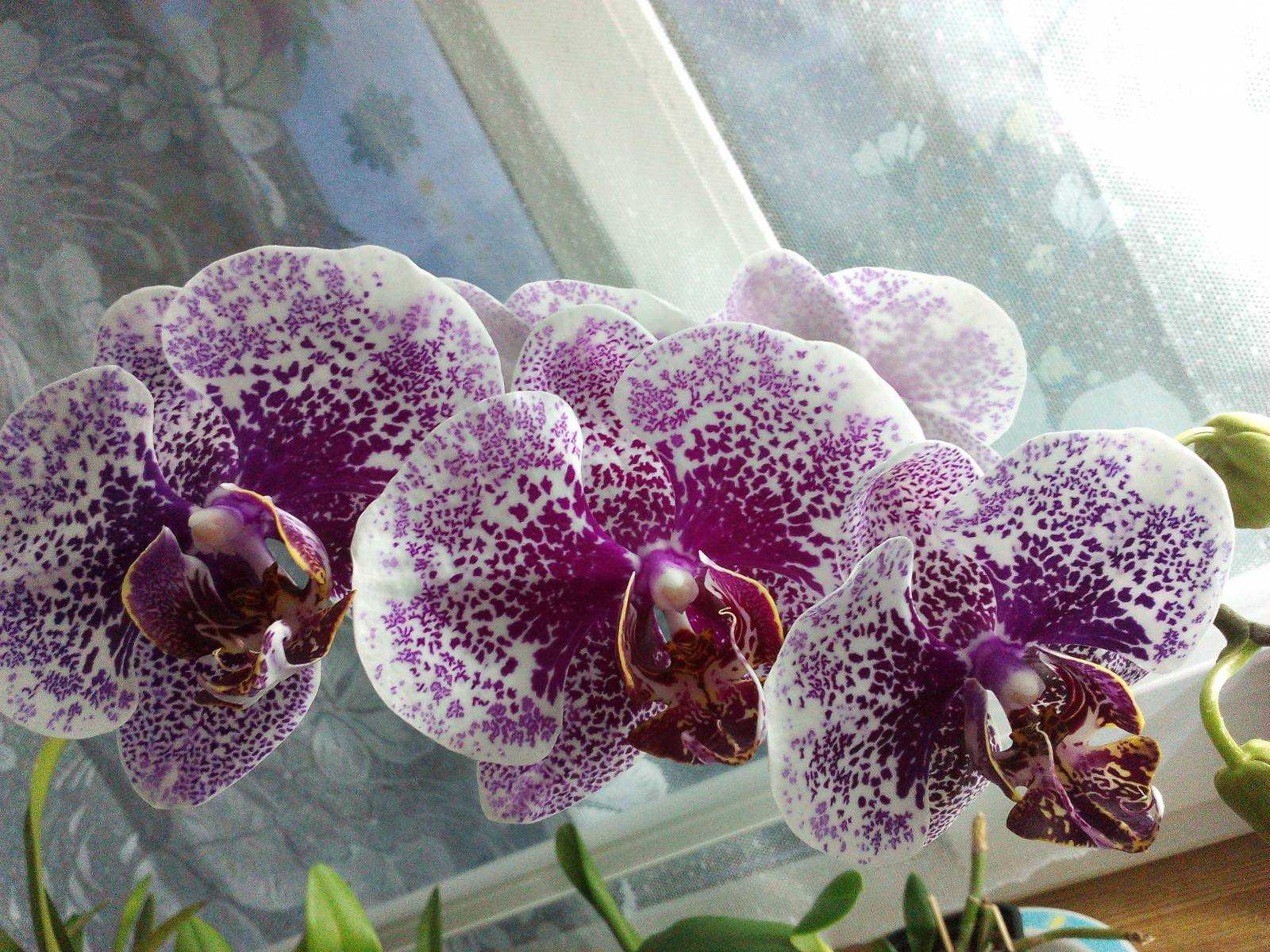 Пандора Фаленопсис Орхидея