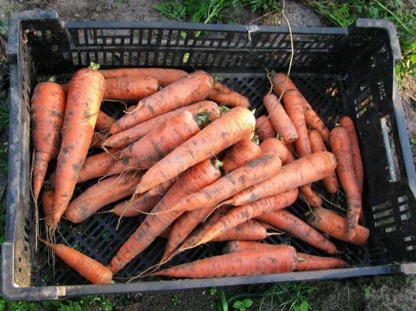 Как хранить морковь и свеклу зимой в домашних условиях?