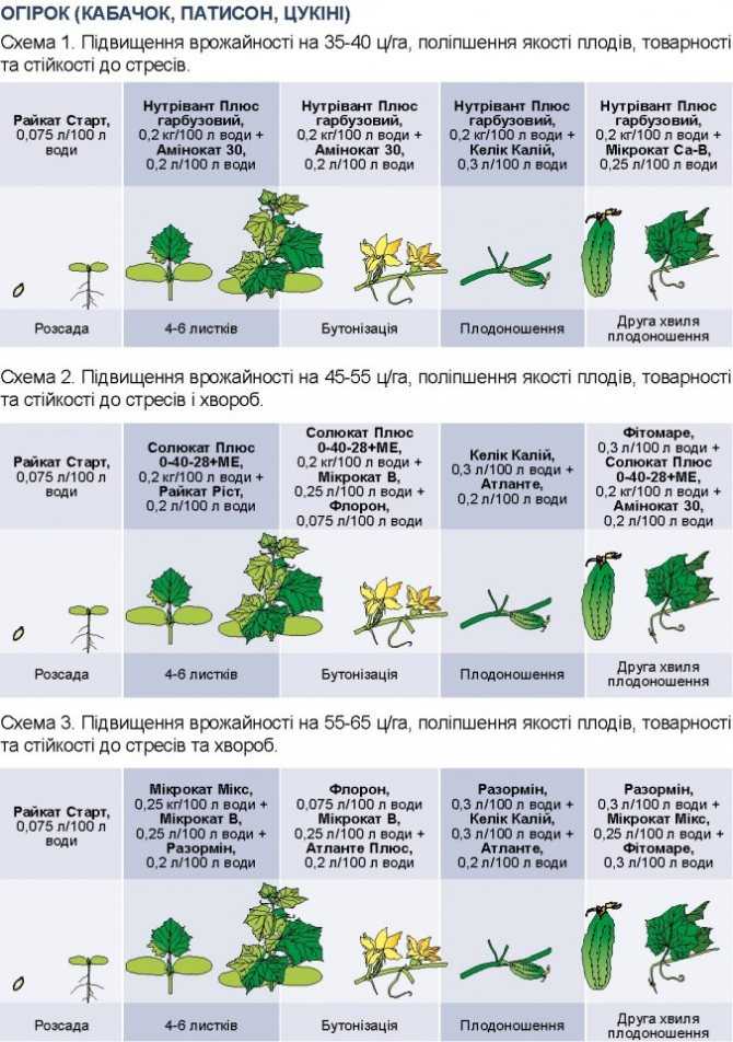 Укроп: посадка и уход в открытом грунте, как вырастить в домашних условиях, фото