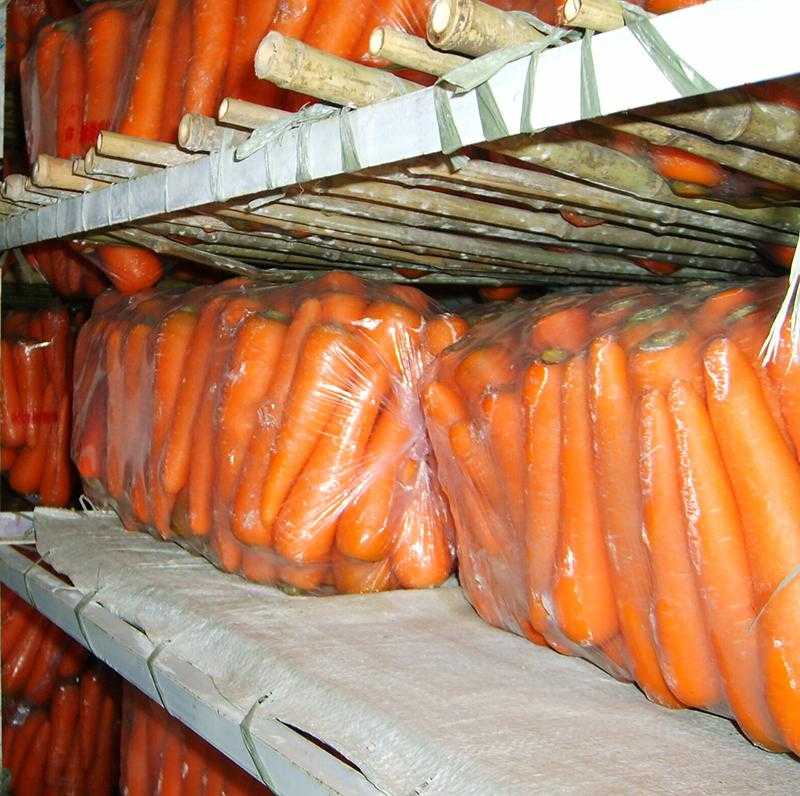Как хранить морковь долго