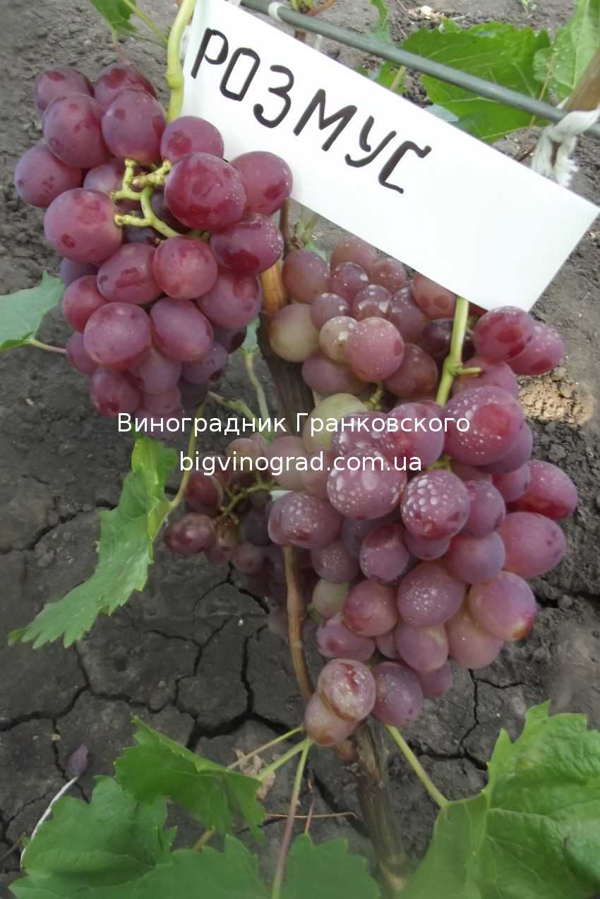 Виноград Розмус