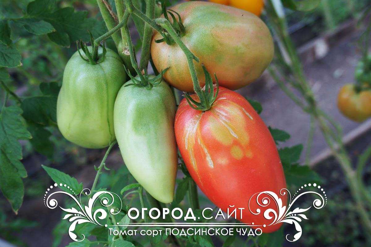Томат подсинское чудо: описание сорта, отзывы, фото, урожайность