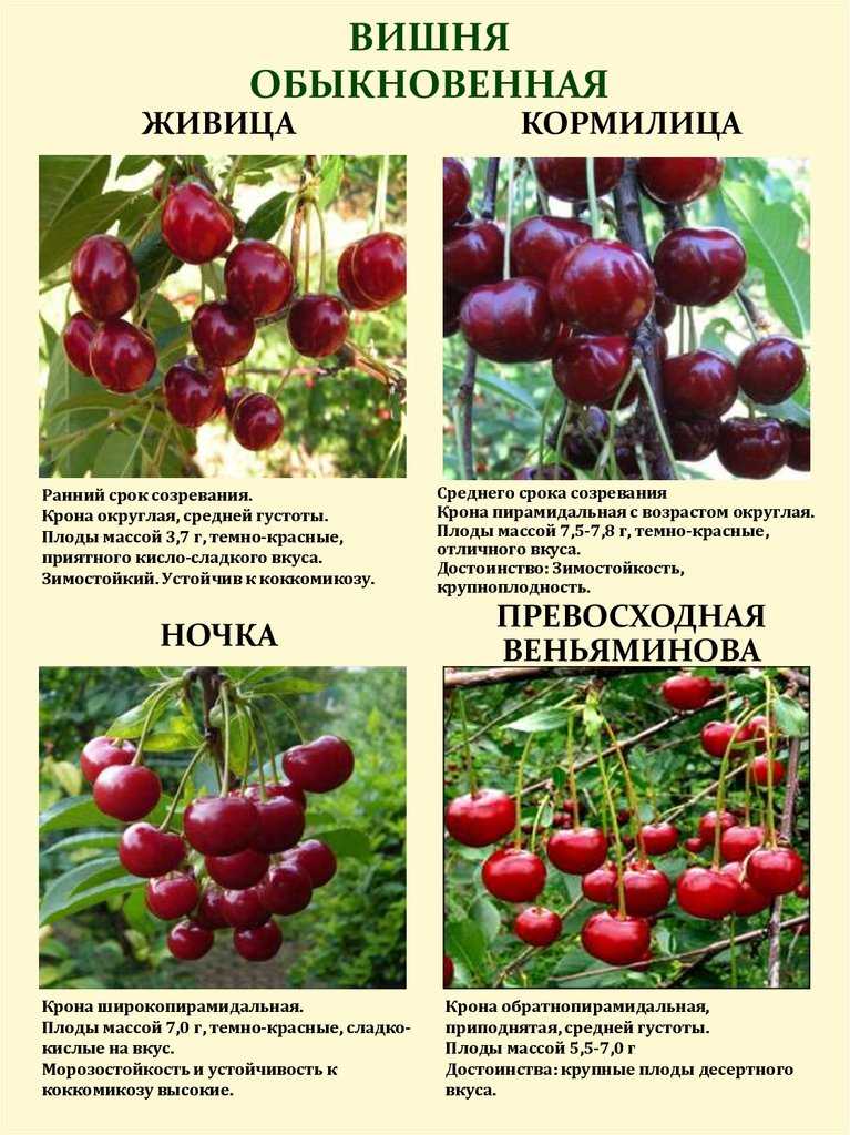 Вишня владимирская: описание сорта, опылители, размножение