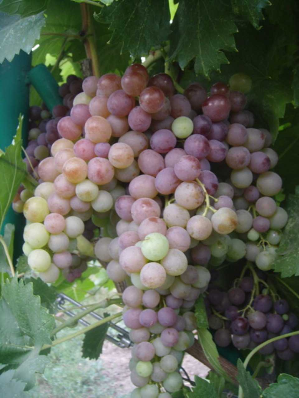 Сорт винограда кишмиш молдавский