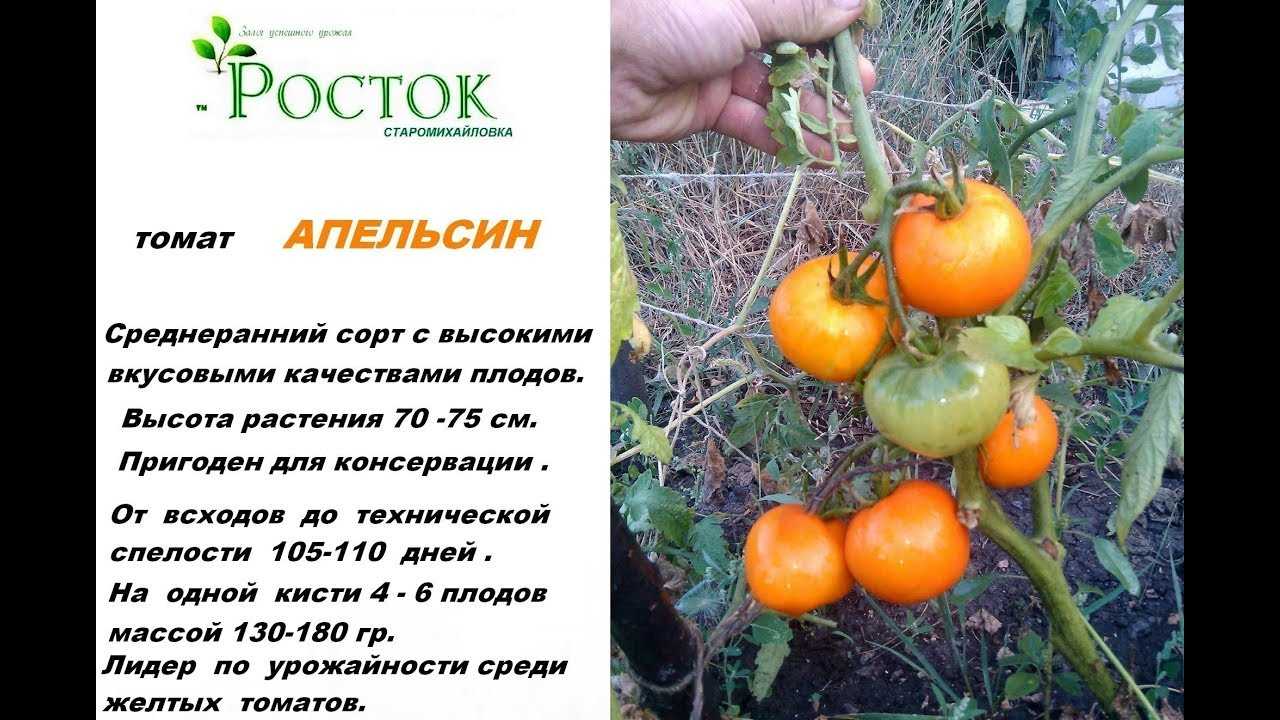 Помидоры лабрадор: урожайность и правила выращивание сорта
